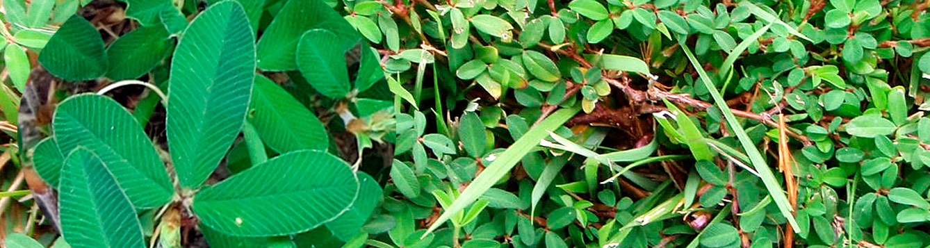 Japanese clover, Lespedeza striata