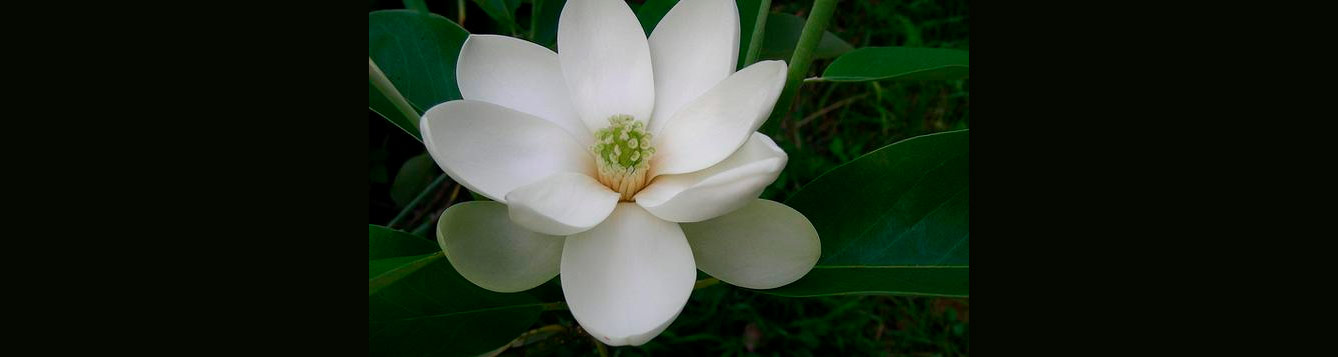 Magnolia virginiana, Sweetbay magnolia