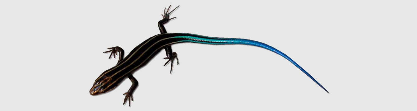 Southeastern five-lined skink, Eumeces inexpectatus