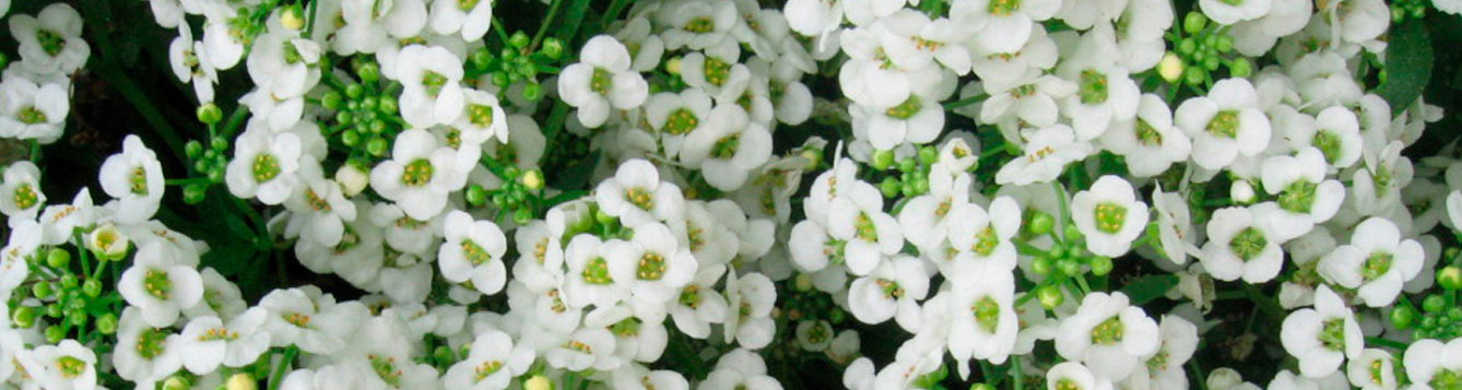 Sweet alyssum