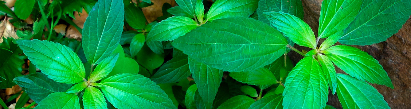 Three-seed mercury plant