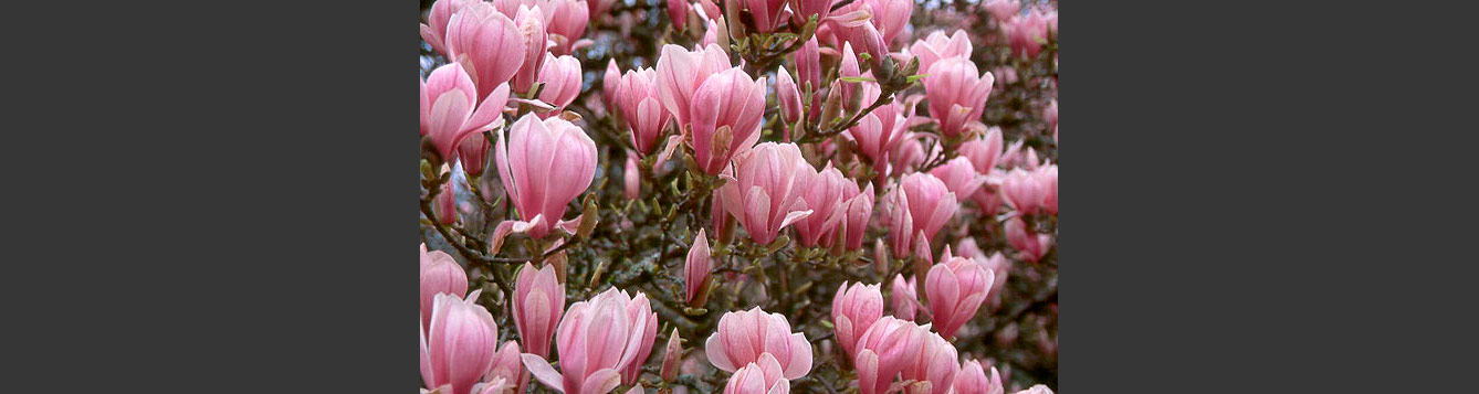 Tulip Magnolia