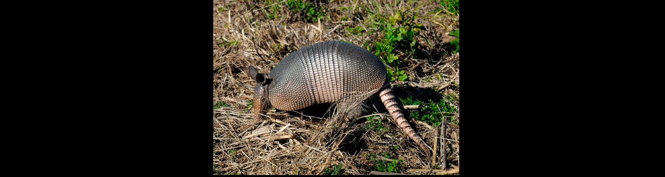 armadillo