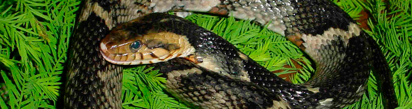Broad Banded Water Snake