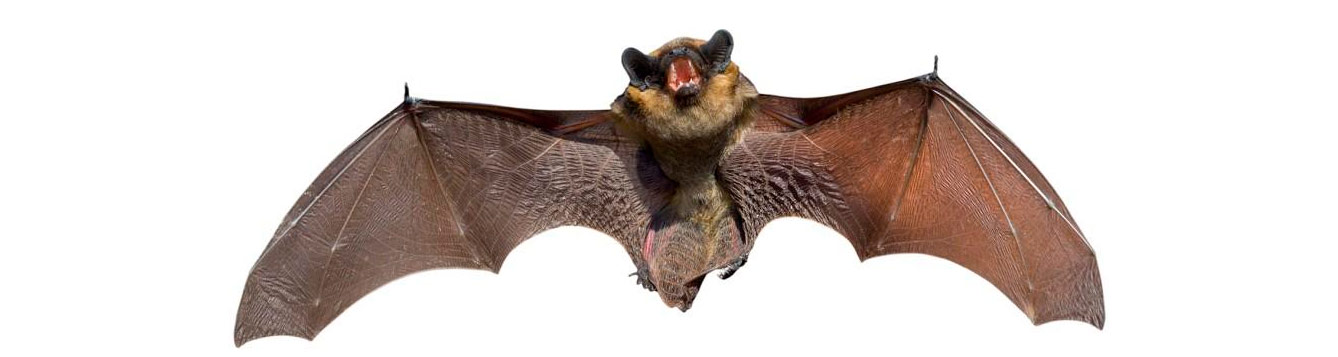bat