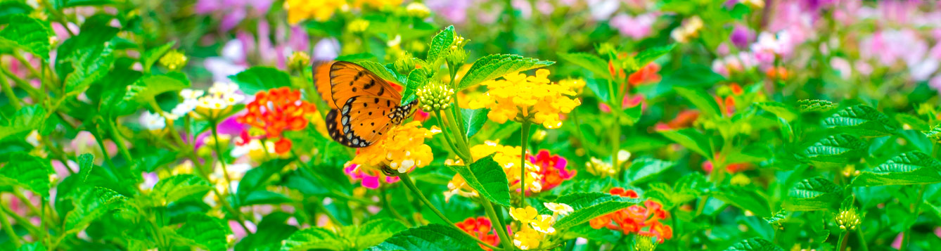 butterfly garden