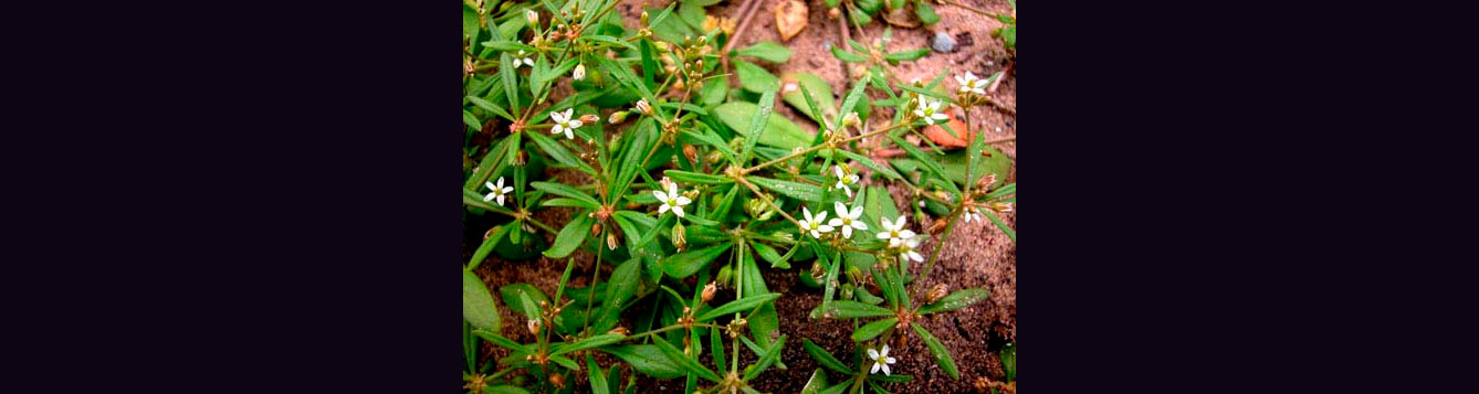 carpetweed, Mollugo verticillata