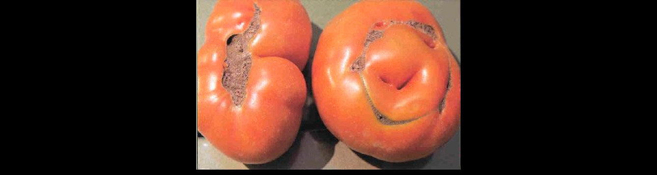cat face tomato