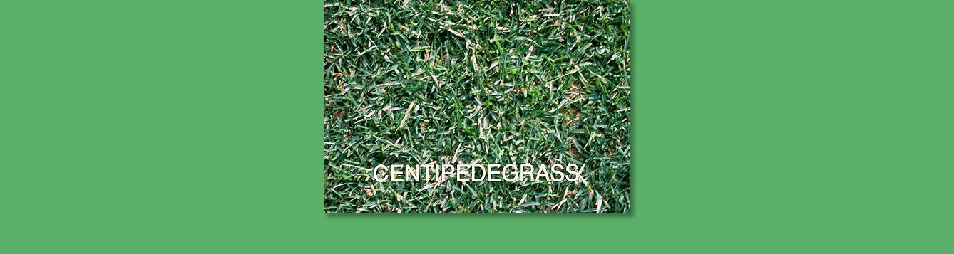 centipedegrass