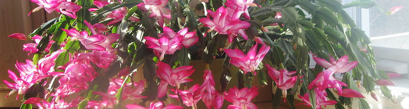Christmas cactus, Schlumbergera bridgesii