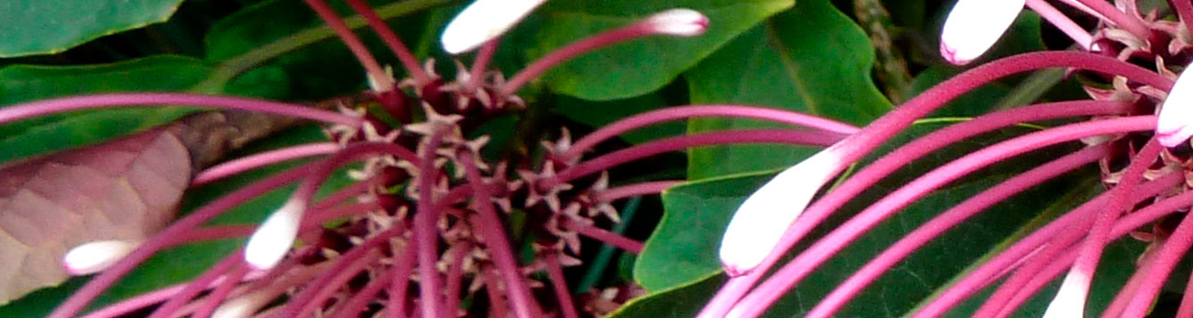 Clerodendrum