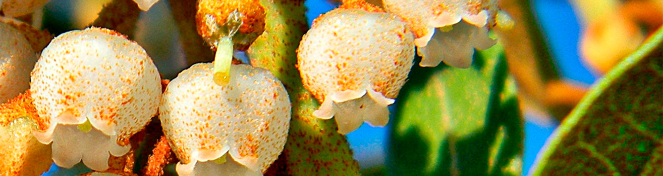 Coastal plain Staggerbush