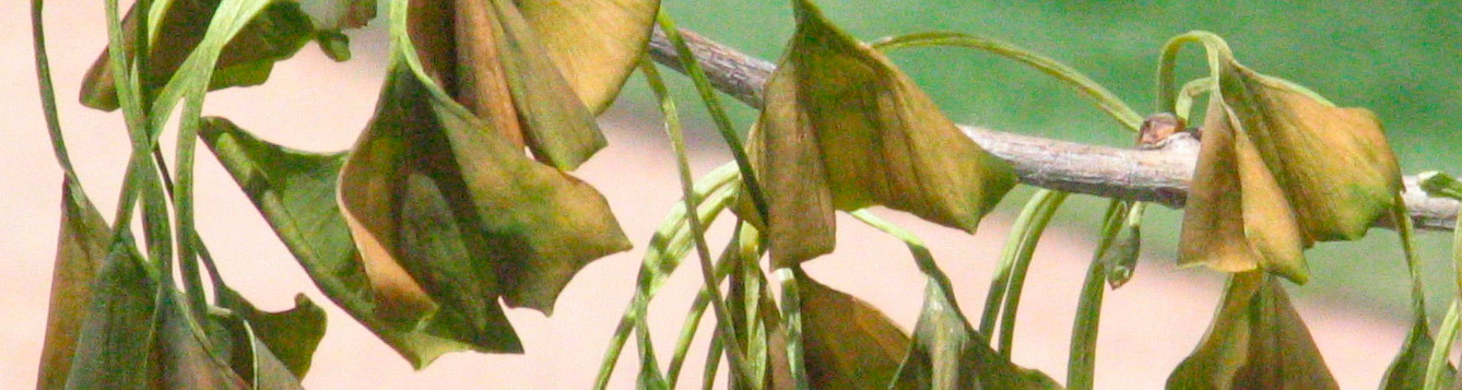 frost damage to plants