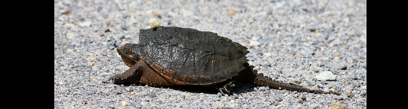 common snapping turtle