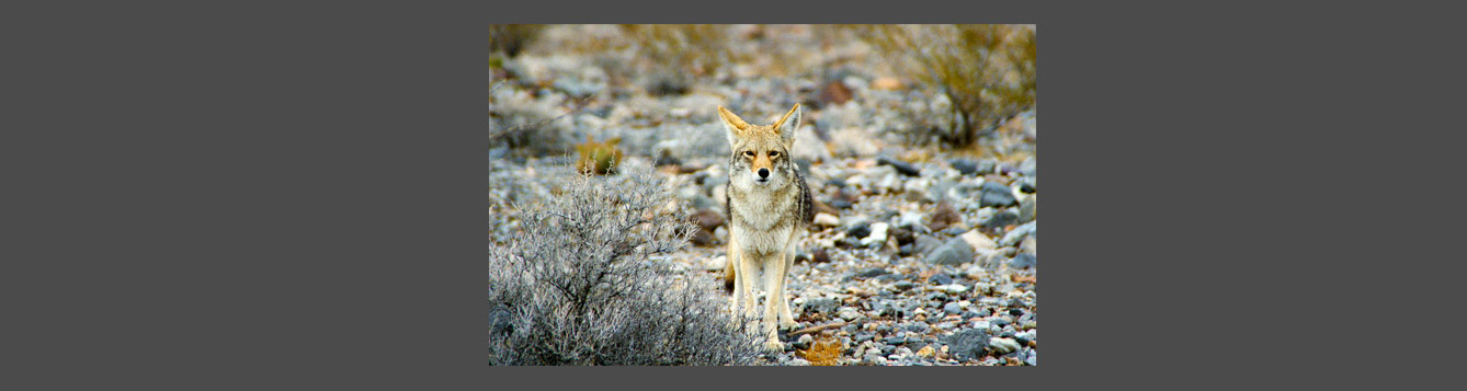 coyote