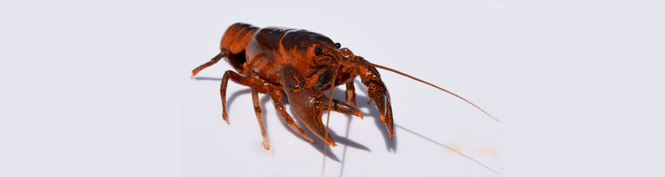 crayfish