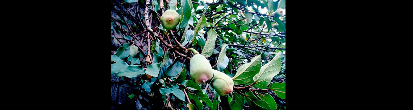 creeping fig, Ficus pumila