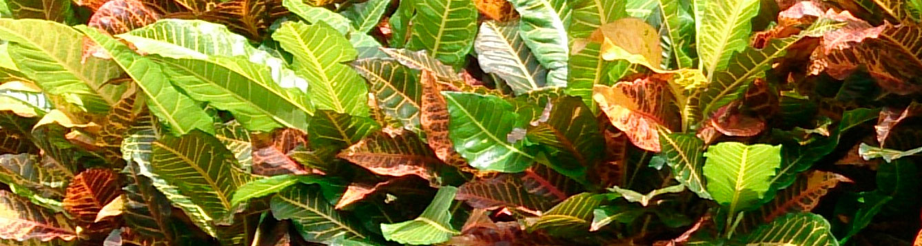 croton