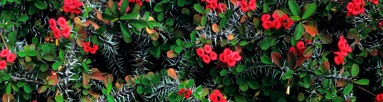 Crown-of-Thorns, Euphorbia milii