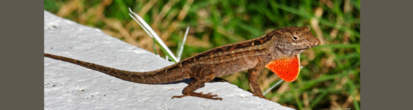 Cuban brown anole