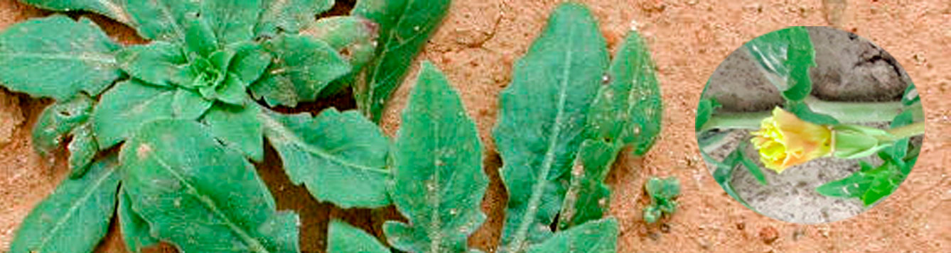 Cutleaf Evening primrose, Oenothera laciniata Hill