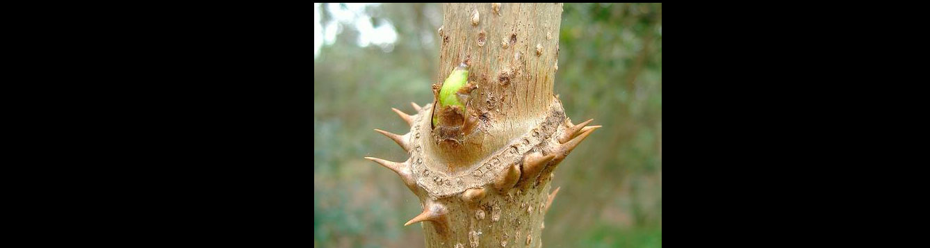 devil's walking stick