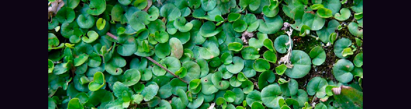Dichondra or Ponyfoot, Dichondra carolinensis