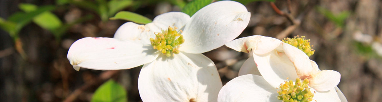 Florida Dogwood, Cornus florida