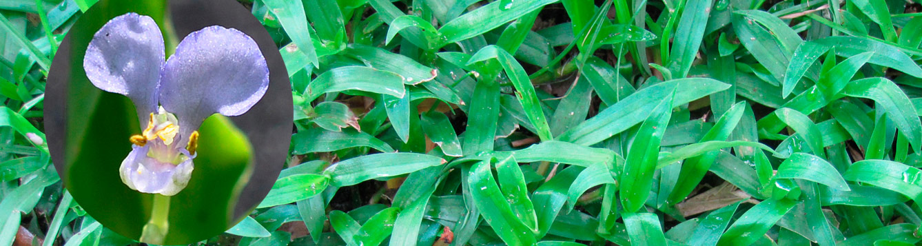 doveweed