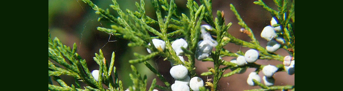 Eastern Red cedar tree, Juniperus virginiana.