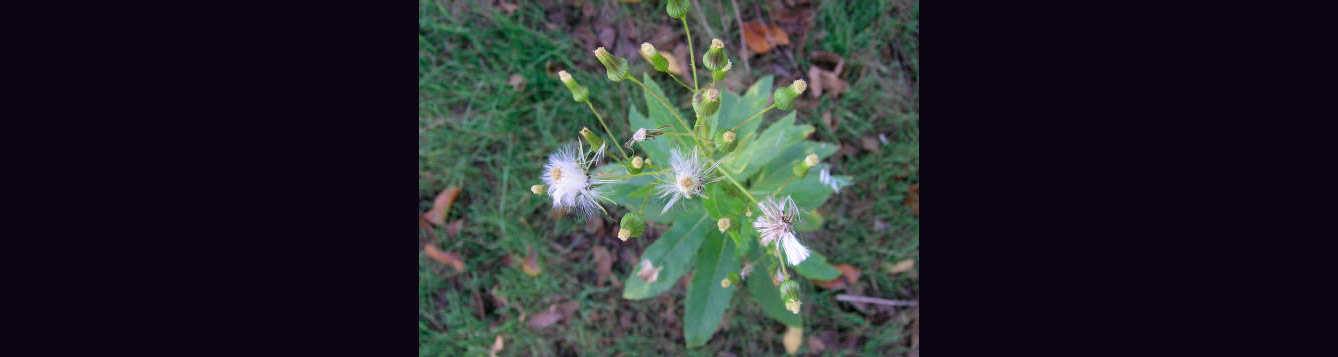 Fireweed or American Burnweed, Erechtites hieracifolia.
