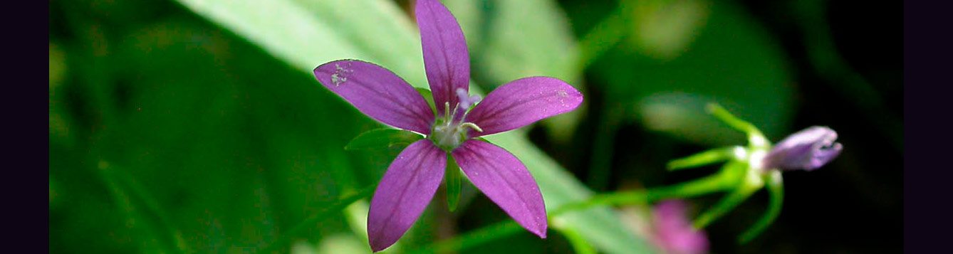 Florida bellflower