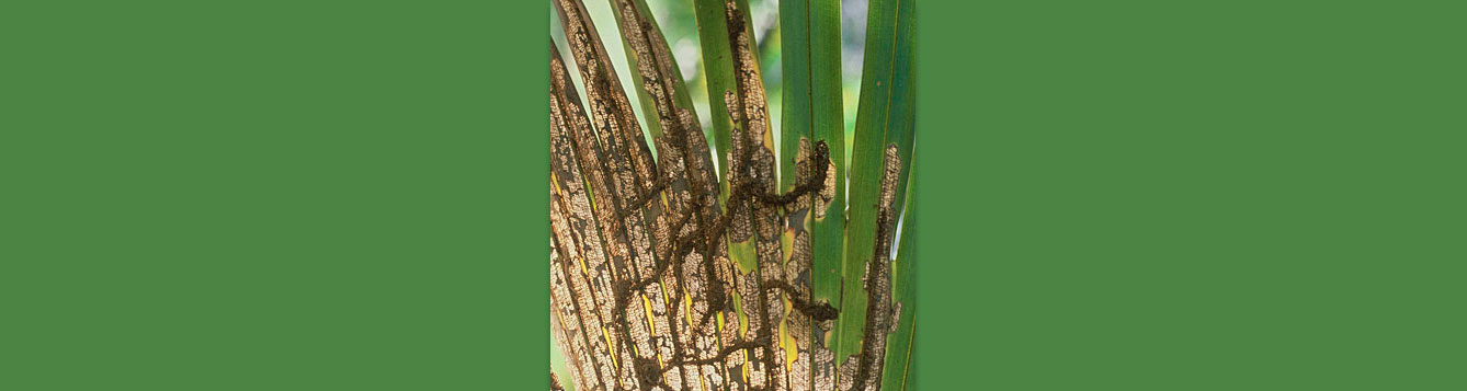 Palm leaf skeletonizer damage