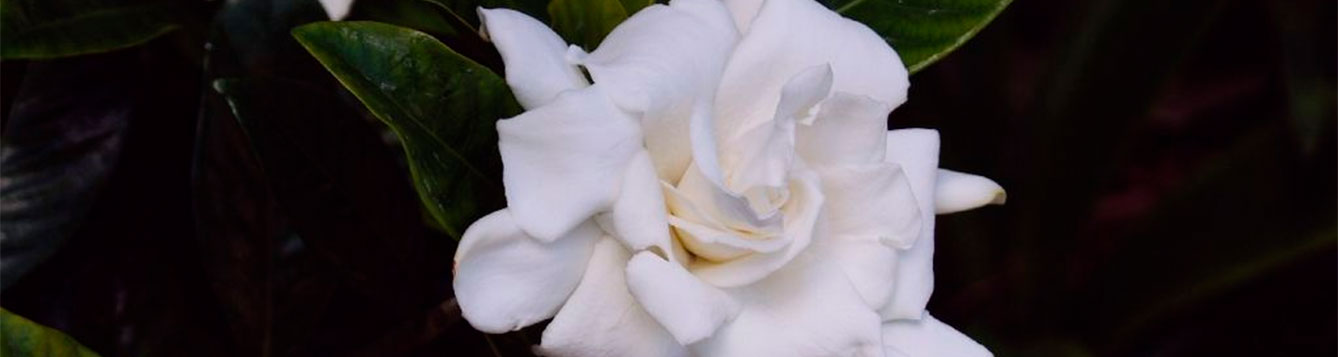 gardenia