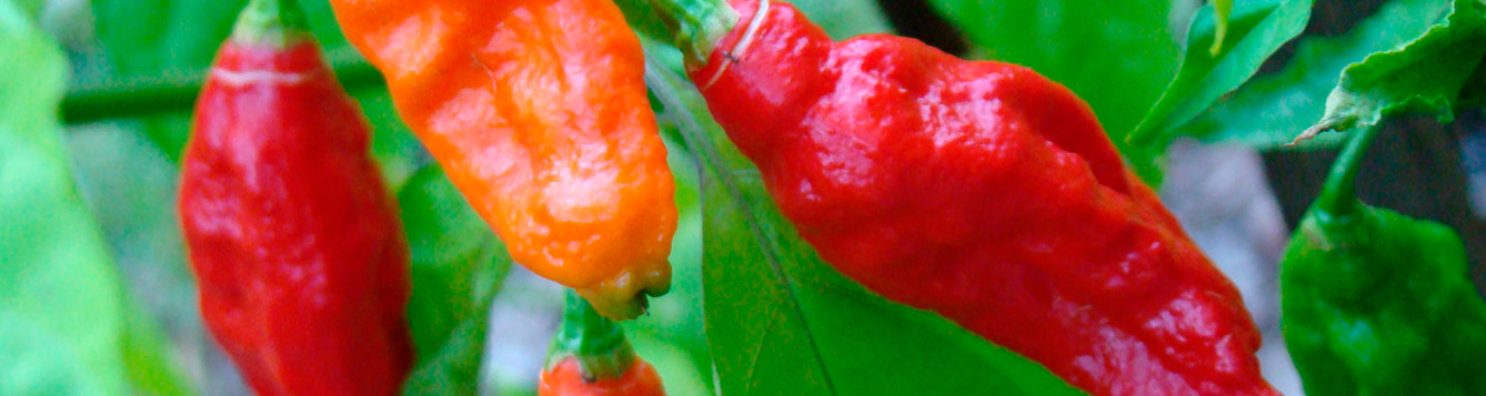 Ghost pepper, Bhut jolokia,