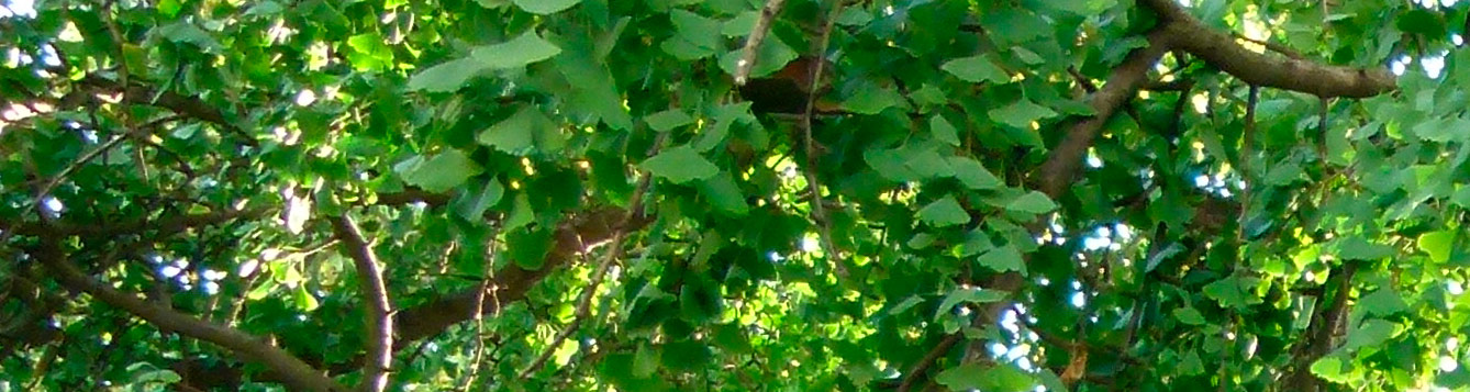 Ginkgo biloba