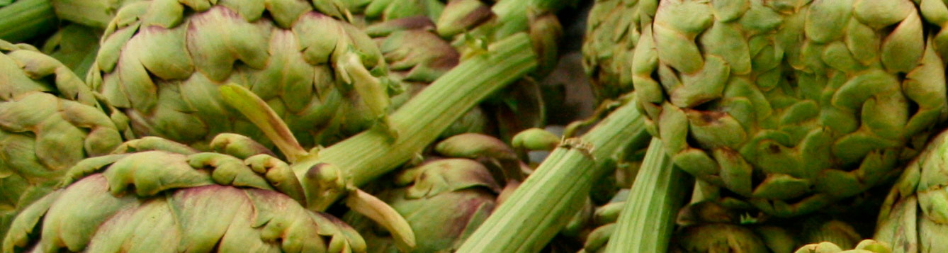 Globe artichoke