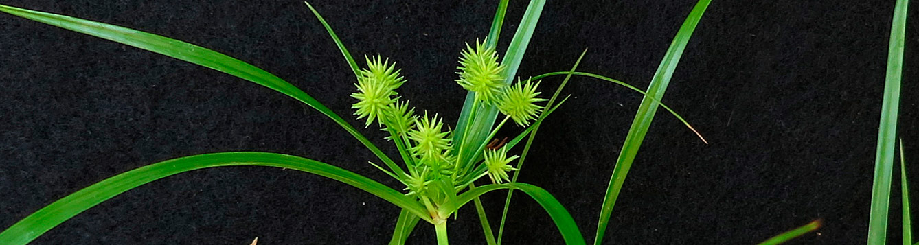 globe sedge