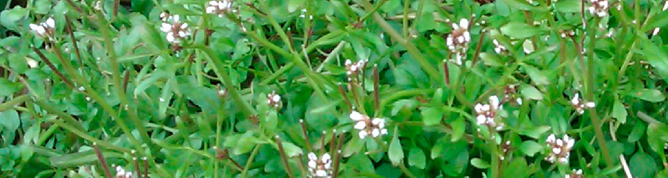 hairy bittercress, Cardamine hirsute
