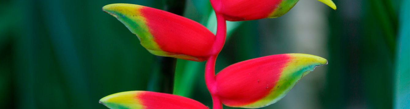 heliconia