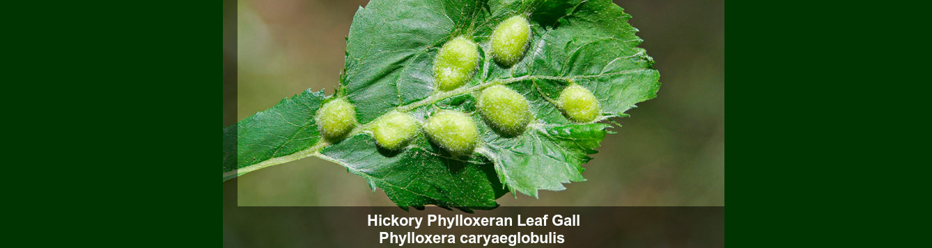 hickory leaf gall