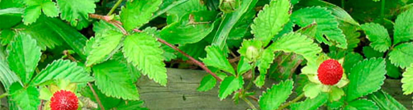 Indian mock strawberry