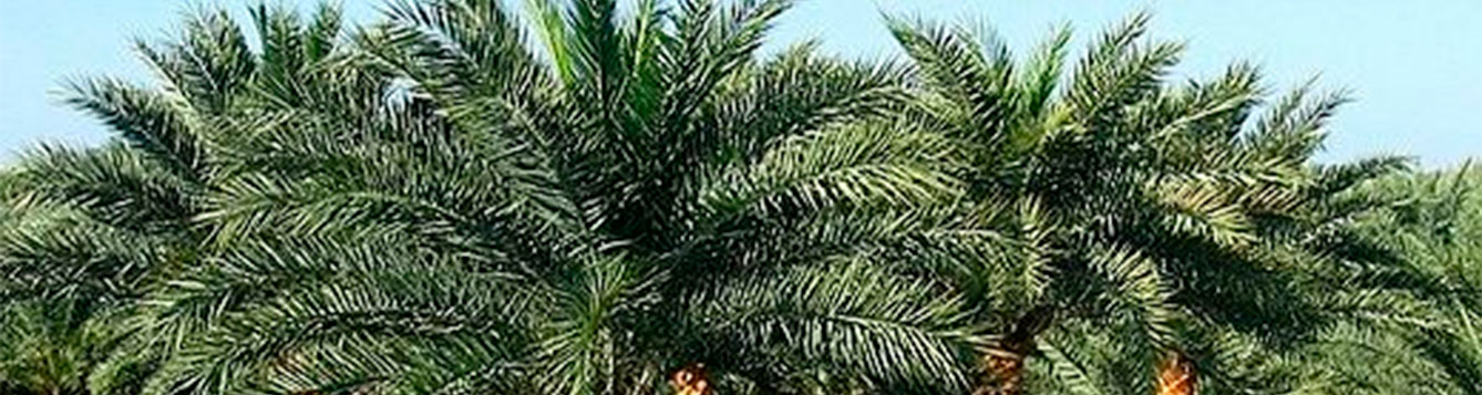 Indian Date Palm