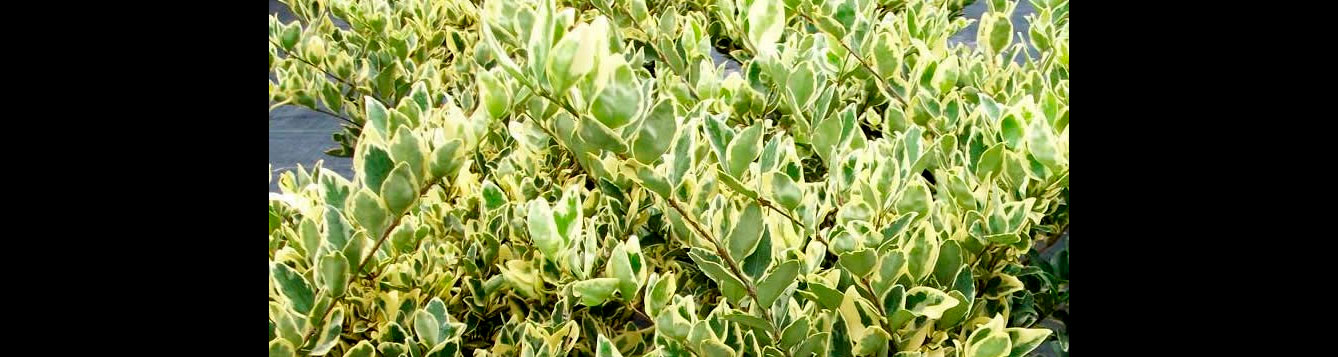 Jack Frost ligustrum