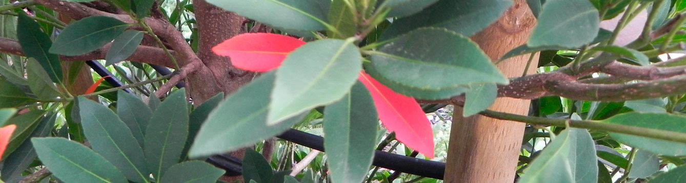 Japanese blueberry, Elaeocarpus decipens