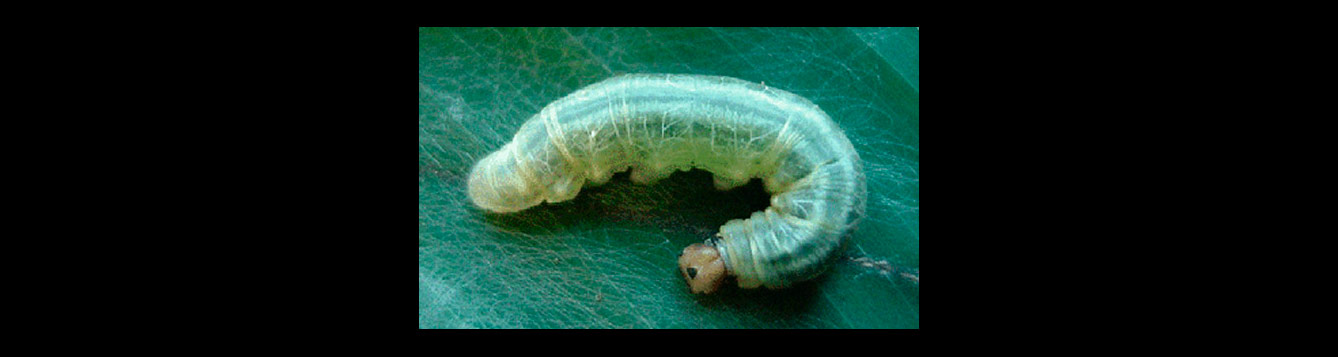 Larger Canna Leafroller, Callpodes ethlius