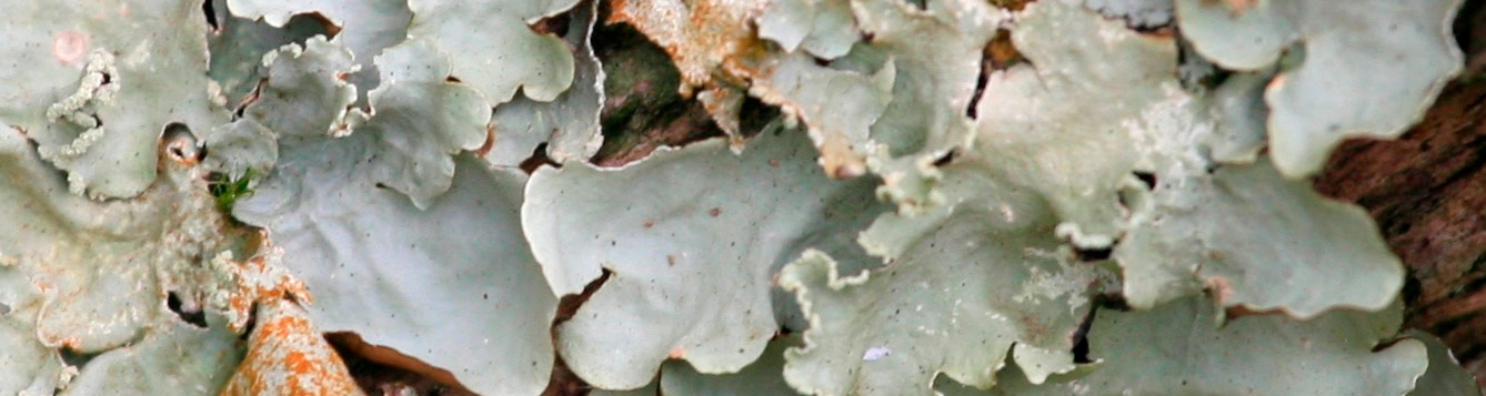 lichen2