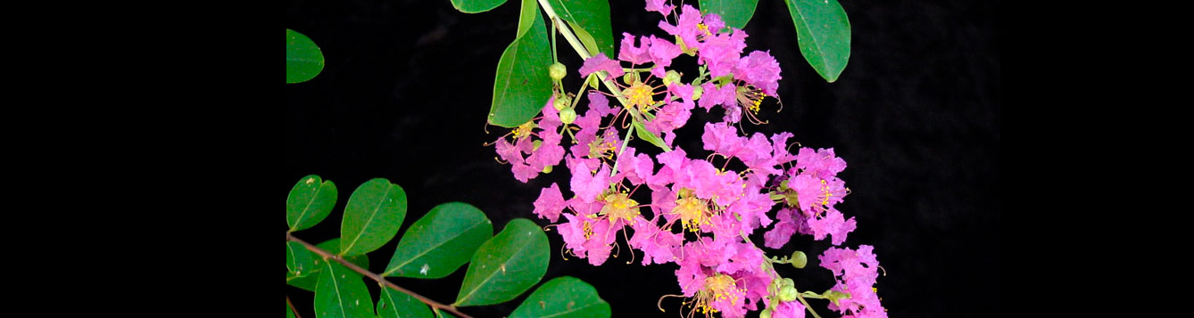 Lagerstroemia indica X fauriei 'Lipan'