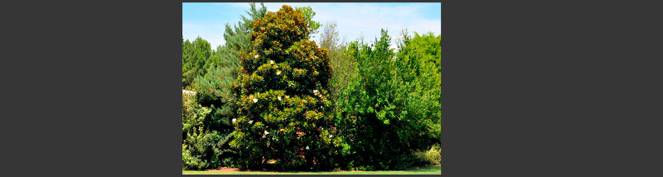 ‘Little Gem’ Magnolia