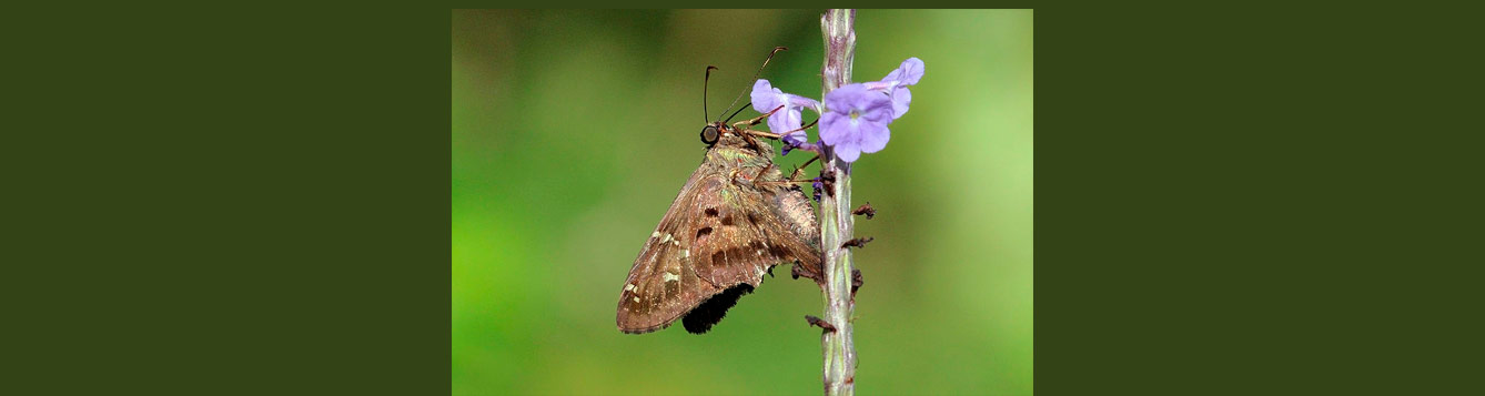 longtailed skipper